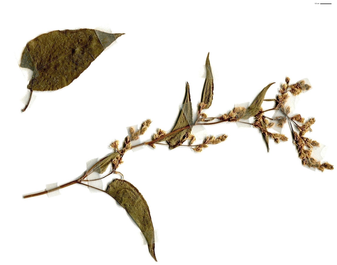 Fallopia baldschuanica (Polygonaceae)